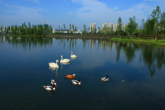 遂宁观音湖湿地公园.JPG