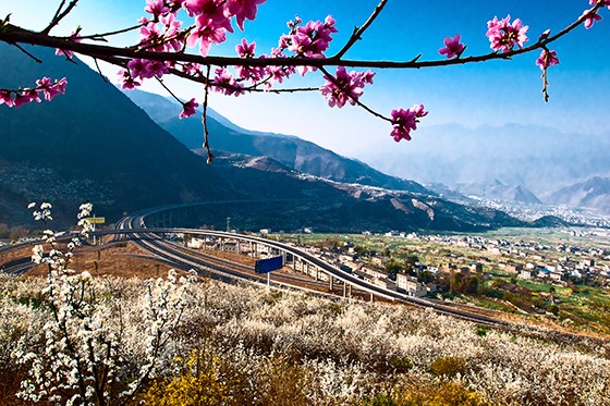 花海中的汉源乡村.JPG