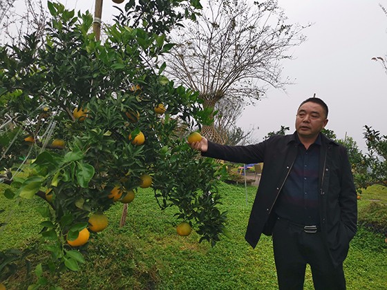 渠县农业农村局产业股股长王卫兵向记者介绍去年柑橘种植情况  周淼葭 摄.jpg