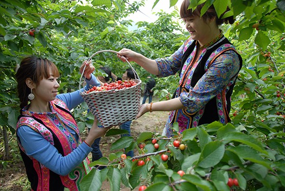 九寨沟县充分利用当地气候、土壤等优势，大力发展优质甜樱桃种植，甜樱桃已成为九寨农民朋友增收致富的又一亮点。方瑞玺、许萃摄.JPG