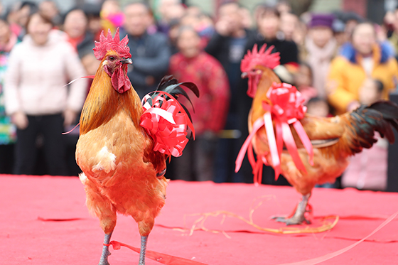 鸡选手乡村土鸡文化节之土鸡选美大赛上走秀[1].JPG