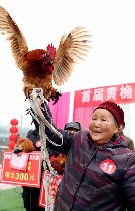 黄桷村胡艮菊老人饲养的土鸡, 在“选美大赛”中获得“土鸡王子”荣称[4].JPG