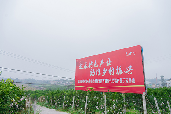 内江农商银行支持地方柑橘特色产业发展.jpg