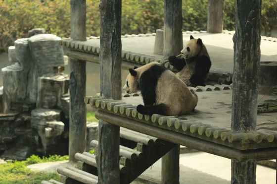 憨态可掬的大熊猫 (2).jpg