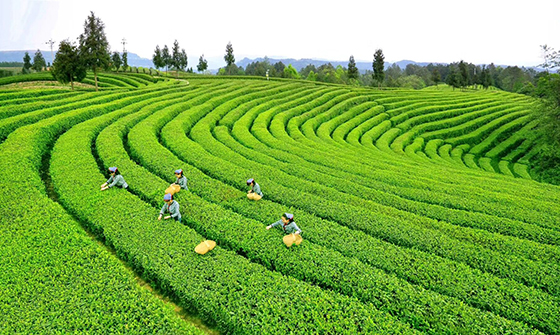 旺苍联社支持发展的米仓山茶叶种植基地.jpg
