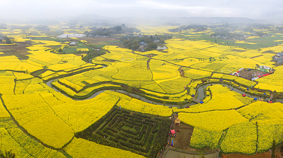 四川绵阳市安州区油菜基地（绵阳市安州区委宣传部供图）.jpg