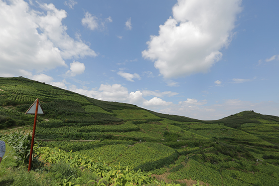 四川盐边县红格镇联合村烤烟基地（楚一波摄）.JPG