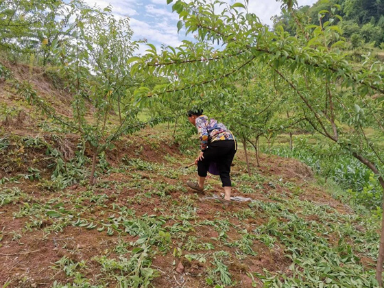 村民正在管护脆红李.jpg