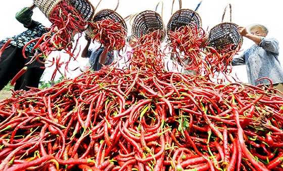 真正成为重庆的“果菜园”，广安各县（市、区）根据实际情况制定了对接计划。邻水、华蓥定位为重庆大宗蔬菜、水果和生猪的供应基地。图为邻水农民收获销往重庆的海椒  张启富 摄.jpg
