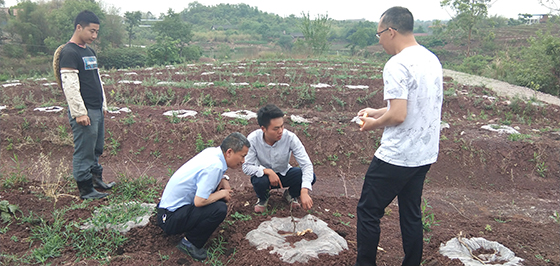 刘光荣（左二）在杂柑基地调研指导 虞林 摄.jpg