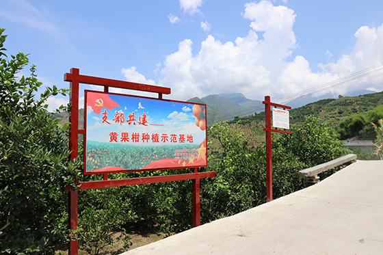 支持发展的黄果柑基地.JPG