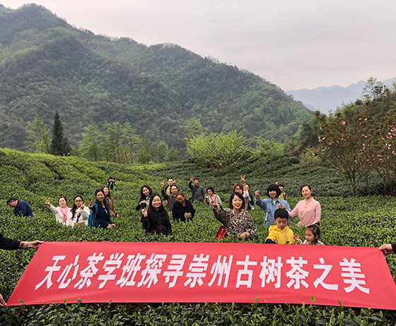 组织古茶树研究学习.jpg