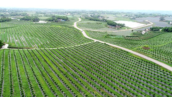 仁寿县柑橘产业示范基地—天府农耕·橙色田园_潘建勇摄.jpg