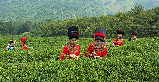 5 马边采茶   孔胜  摄.jpg