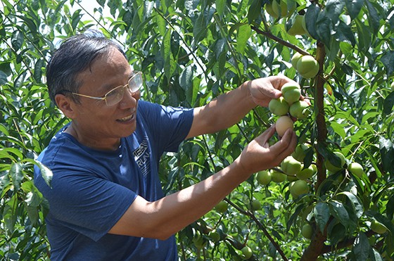 王金良心系屏山茵红李.jpg
