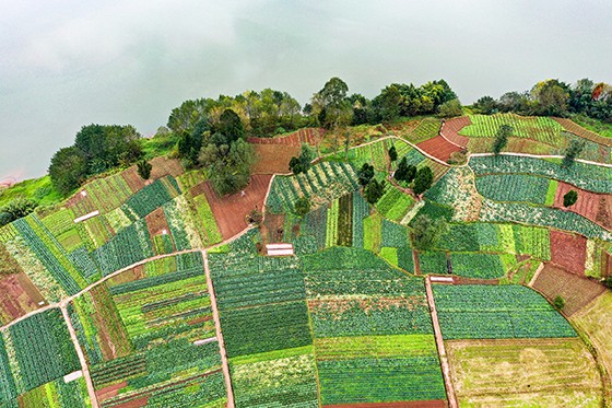 四川省华蓥市明月镇竹河村利用滩涂发展起来的无污染蔬菜基地一角  邱海鹰 摄.JPG