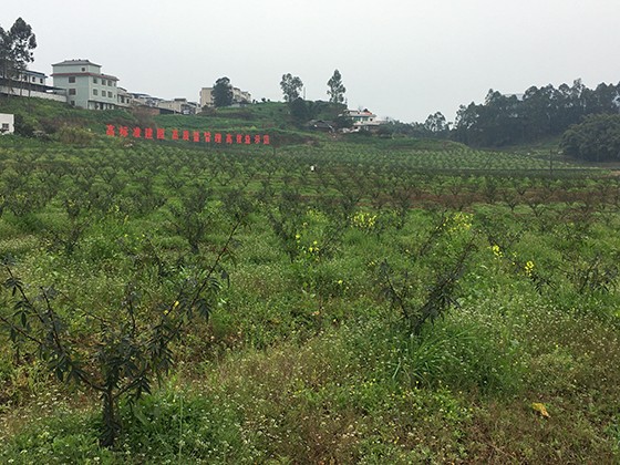 立丰花椒种植园  胡华 摄.jpg