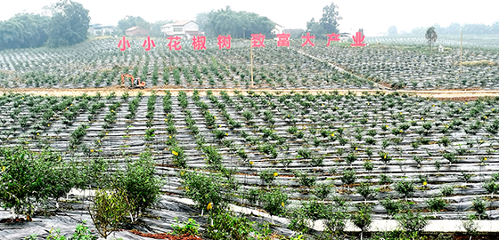 四川省广安市前锋区现代农业园区种植的青花椒郑飞陈定军摄.jpg