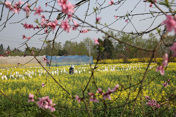 2021年3月5日，惊蛰时节，四川省内江市东兴区田家镇正子村农民正在田间劳作  兰自涛 摄.jpg