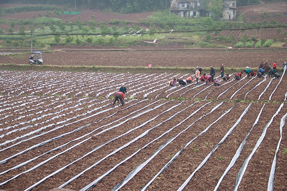 方章美的彩粮家庭农场主要种植黑玉米.JPG