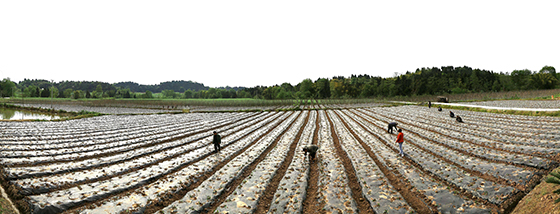 希望的致富田野.jpg