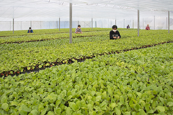 广安市蔬菜工厂化生产车间  张国盛 摄.jpg