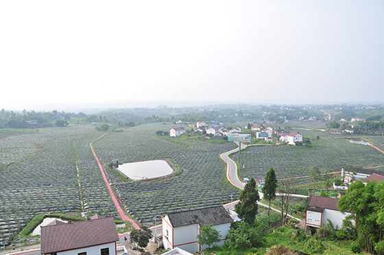 前锋区青花椒种植基地  黄世涛 摄.JPG