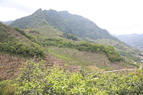 中心村昔日的石头山经石漠化治理后，种上了柠檬树.JPG