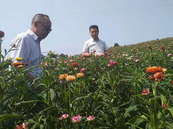 五香庙村党支部书记、村委会主任蔡奇（右）介绍七彩菊种植基地情况.jpg