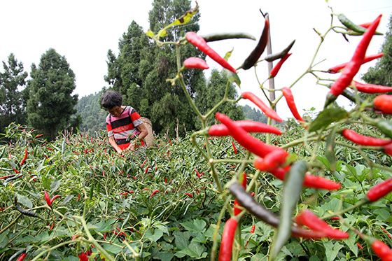 2内江市东兴区永福镇山青庙村海椒种植户抢抓时机采摘海椒.jpg