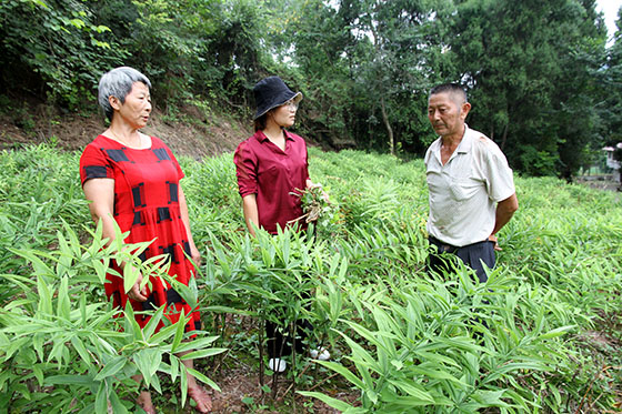 3内江市东兴区永福镇曹家沟村中药材种植户在进行田间管理.jpg