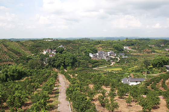 青神柑橘种植基地  周淼葭 摄.JPG