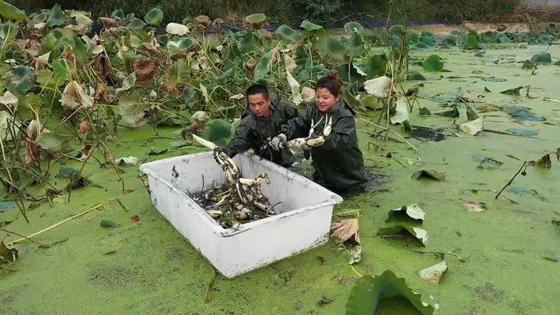 工人正在采收莲藕.jpg