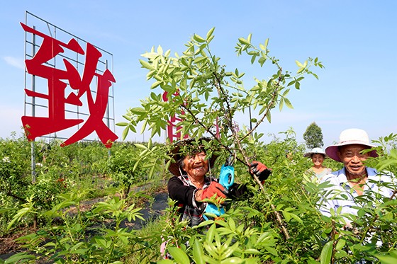 村民采摘花椒.jpg