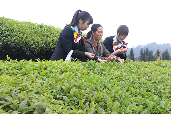 (3)威远农商银行积极支持小河镇、碗厂镇、越溪镇茶叶产业发展.JPG
