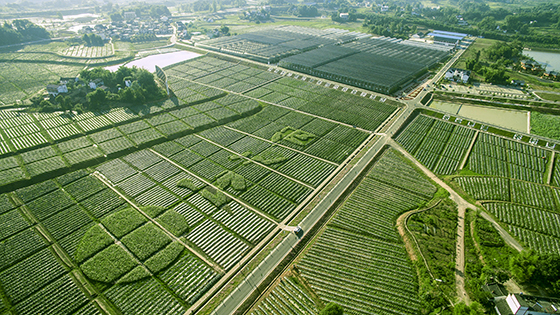 董允坝现代农业示范园区  泸州市江阳区委宣传部供图.jpg
