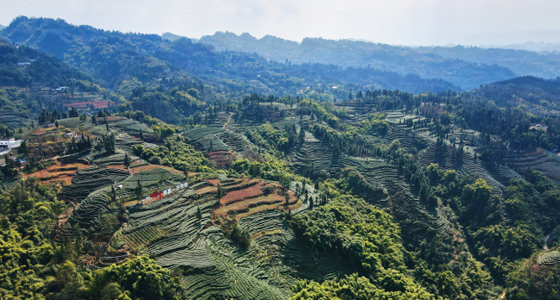 云台山茶园.jpg