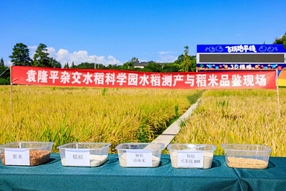 (3)袁隆平杂交水稻科学园水稻测产与稻米品鉴现场.jpg