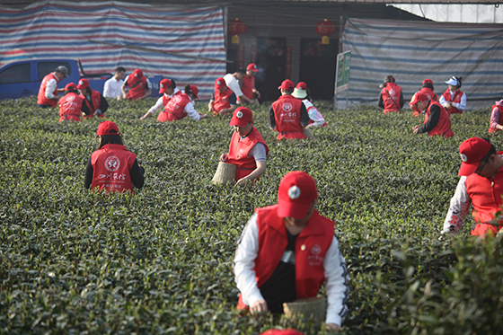 (1)釆茶现场一片火热的景象.jpg