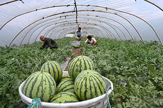 1652341050128379.jpg 1)5月10日, 在内江市东兴区永兴镇卢家村,当地瓜农正在采摘西瓜.jpg