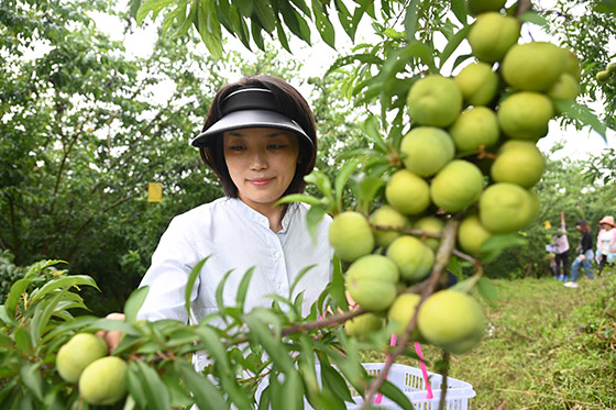 5)2022年6月16日，在四川省内江市东兴区双才镇百果林种植专业合作社，游客在采摘蜂糖李.jpg