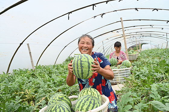 1655431524533515.jpg 3内江市东兴区白合镇丈雪村农户正在高兴地展示大棚西瓜.jpg