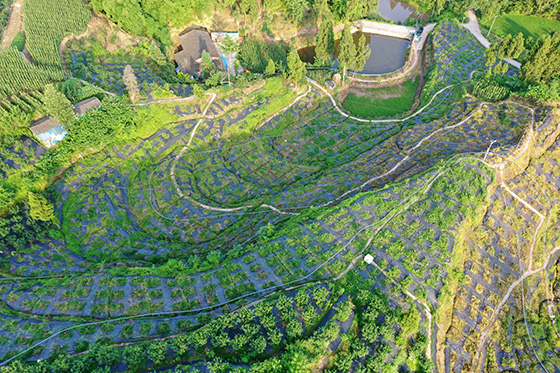 种植基地“小火车”运输线星罗棋布.JPG