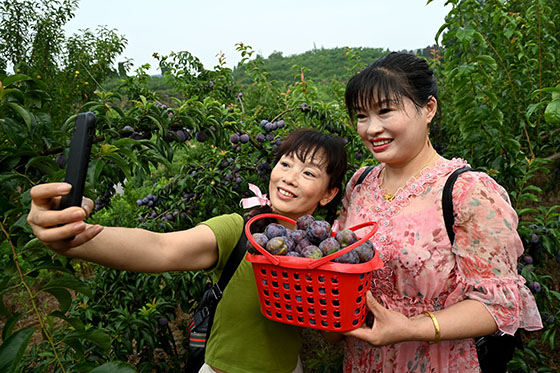 1655708784260718.jpg 5游客在生态李子园中自拍留念.jpg