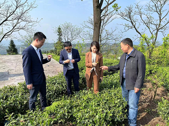 2走访茶企.jpg