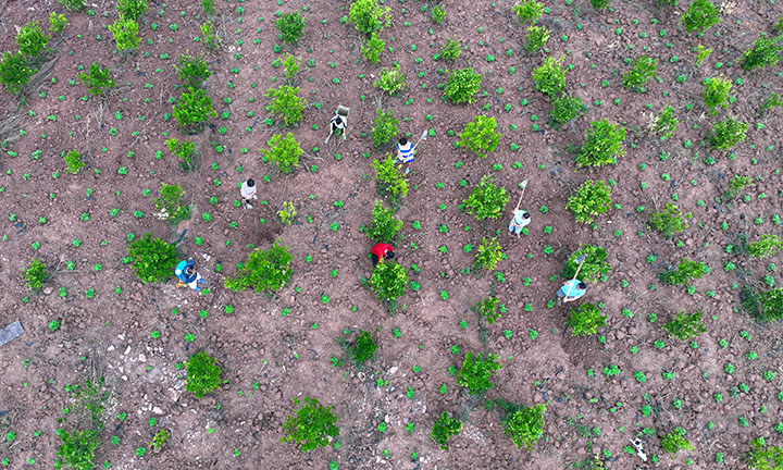 1当地村民正在大豆地里除草施肥.jpg