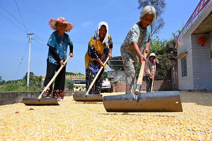 3在内江市东兴区郭北镇青苔村，当地农民在高温天气下晾晒玉米，做到颗粒归仓.jpg