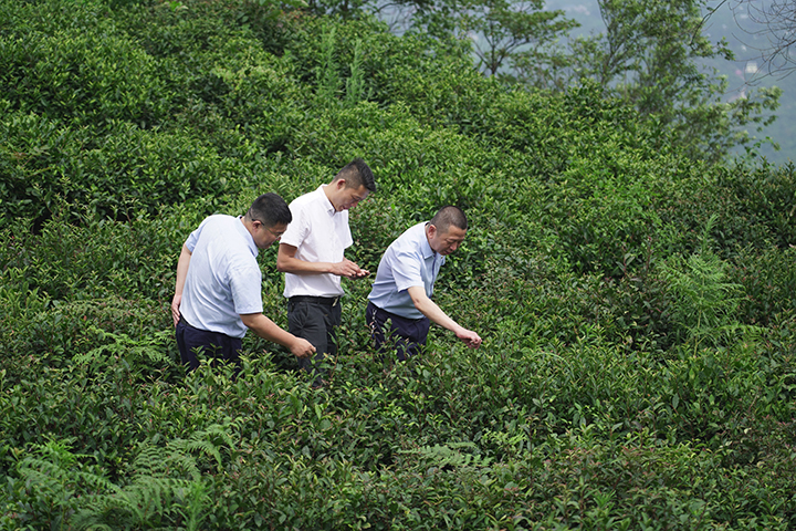 隆昌农商银行员工走访茶叶种植户.JPG