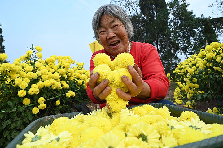 1668407201100981.jpg 3)2022年11月11日,四川省内江市东兴区椑木镇光明村,村民在撂荒地建起的菊花种植基地里采摘菊花.jpg