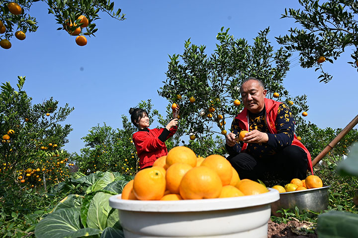 3当地干部群众正在将生态柑橘进行分拣，装框装袋.jpg